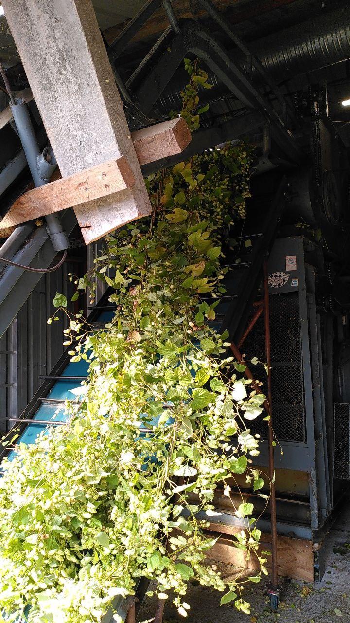 Re colte du houblon